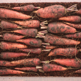 Carrots stored in coco coir