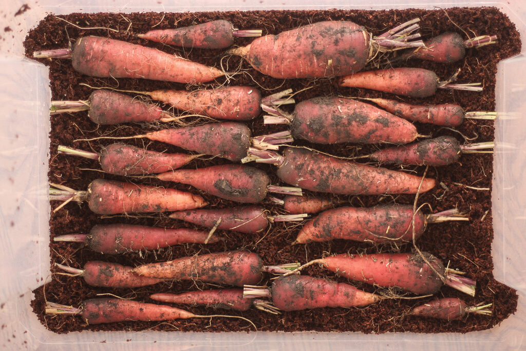 Carrots stored in coco coir